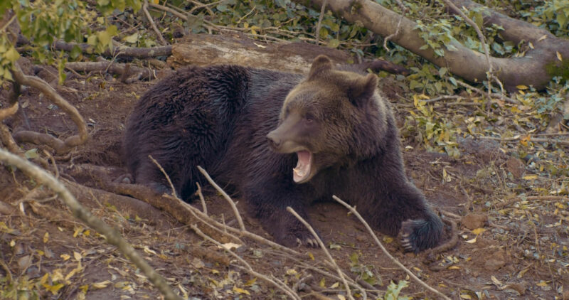 Bears in Aspen
