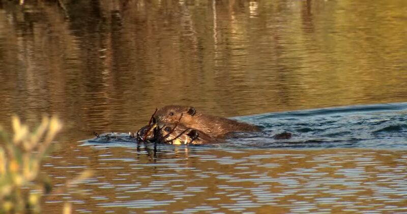 Beavers