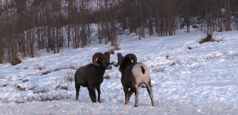 Bighorn Sheep