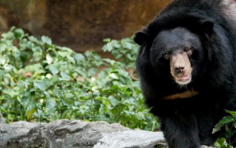 Black Bear