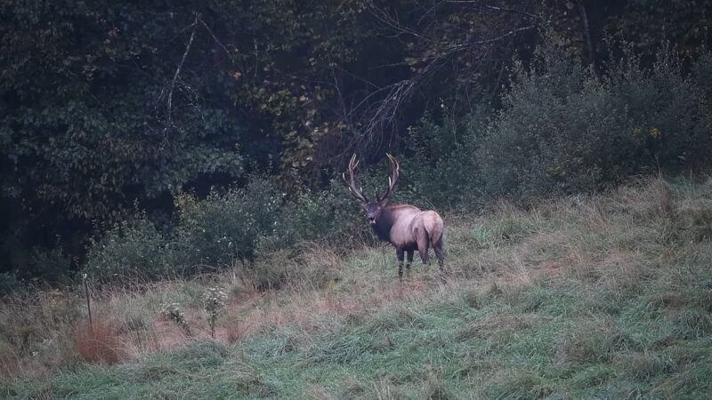 Elk