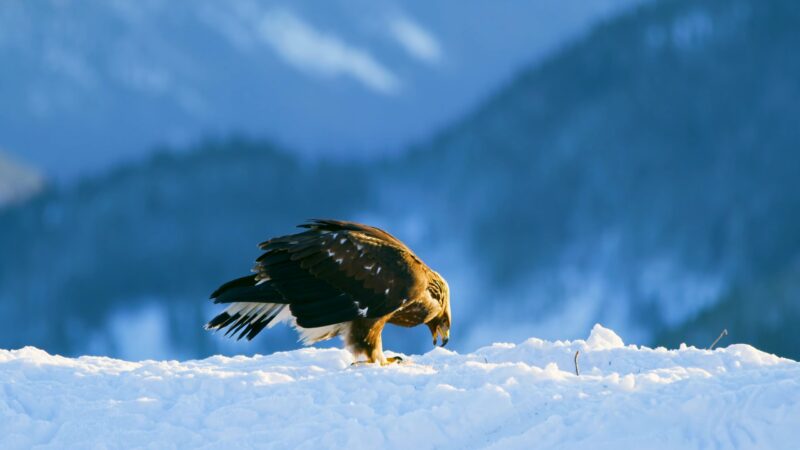Golden Eagle in Aspen