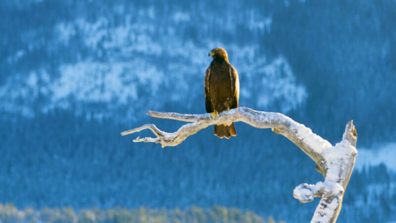 Golden Eagle