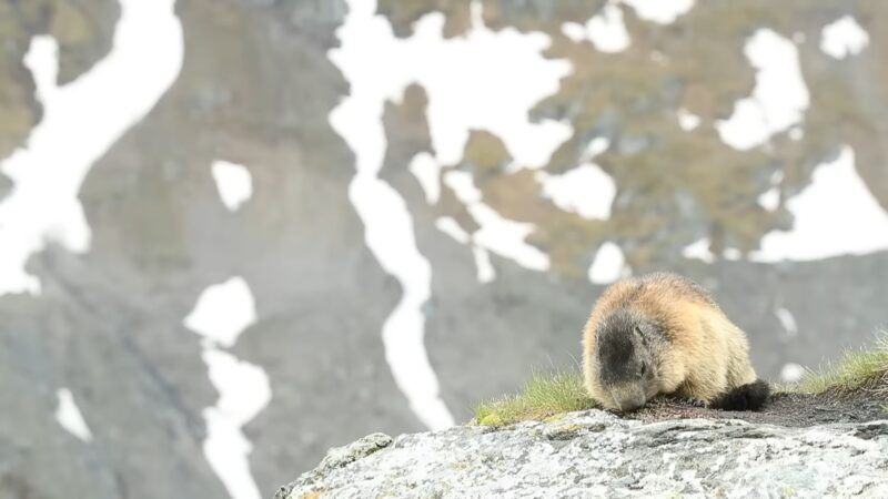 Marmots in Aspen