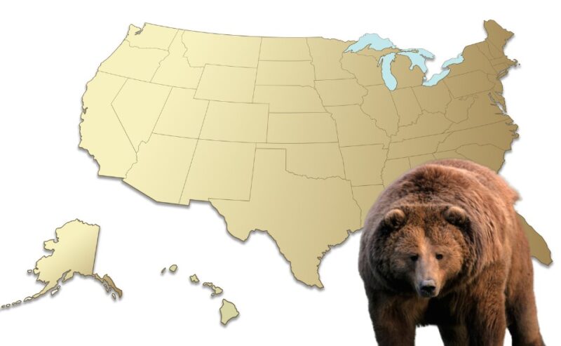 us bear population